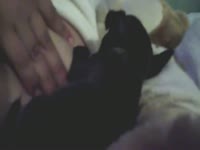 Cute little dog milking on lady's tits